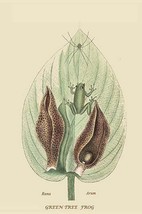 Green Tree Frog by Mark Catesby #2 - Art Print - £17.68 GBP+