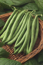 Simple Pack 65 seed Vegetable Vegetable climbing french bean blue lake - £6.73 GBP