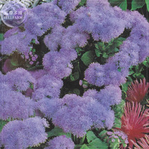 BELLFARM Mauritius F1 28 Professional lovely blue cut indoor Ageratum Se... - £9.12 GBP