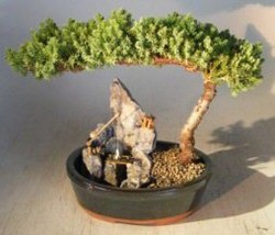Juniper Bonsai Tree - Large Stone Landscape Scene  (juniper procumbens &quot;nana&quot;)  - £64.25 GBP
