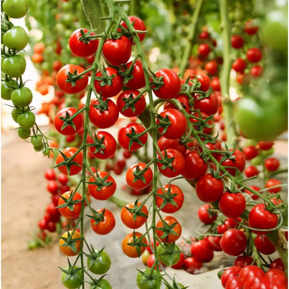 MBK 200 Waterfall Tomato Seeds Heirloom Non-Gmo Packs Sale - $14.00 CAD