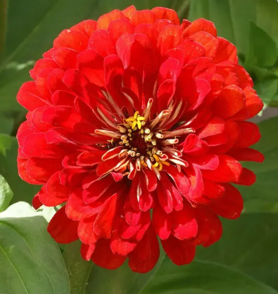 Cherry Queen Zinnia Seeds 100+ Red Flower Elegans Fresh Seeds - £5.19 GBP