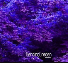 Purple Maple Seeds - $5.99