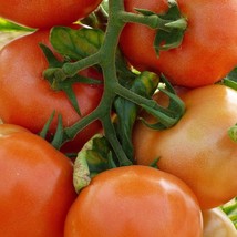 Marglobe Supreme Tomato Seeds 100 Ct Vegetable Garden Fresh Garden Seeds - $4.00