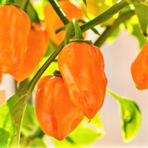 Orange Habanero Pepper 350 000 Shu Spicy Hot Scotch Bonnet Fresh Garden ... - £7.42 GBP