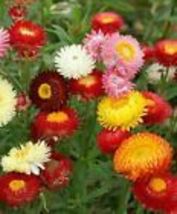 Strawflower Tall Double Mix Seeds Cut Flower Mixed Colors USA 200+ Seeds - £7.98 GBP