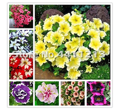 US Seller 200 Pcs Pack Bonsai Petunia Garden Bonsai Moon Night Sky Double Purple - £10.13 GBP