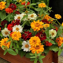 50 Zinnia Profusion Mix 12 Inch Dwarf Seeds Flower Disease Resistant - £14.32 GBP