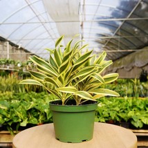 1 Mystery Plant Monthly Subscription Box - $666.18 MXN