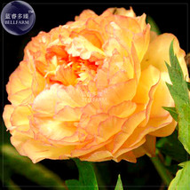 Golden Yellow Peony Tree Flower Seeds 5 Seeds Strong Fragrant Big Blooms... - $6.98