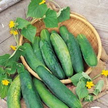 Golden Crisp Bites: Drought-Tolerant Cucumber,1 Bag ( approx 60 seeds / ... - $12.35