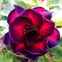 Ge Woo Taiwan Adenium Desert Rose 2 Seeds 4 layer purple fire red double petals - £7.84 GBP