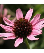 Tennessee Coneflower Seeds Organic Echinacea Tennesseensis Seeds Purple ... - £13.54 GBP