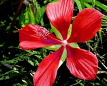10 Red Texas Star Hibiscus Coccineus Scarlet Rosemallow Heirloom Seeds - $13.00