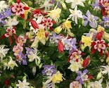 500 Seeds Wildflower Mix Seeds Shade With Perennials Pollinators NonGmo ... - $8.99