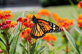 100 Sunset Milkweed Asclepias Curassavica Blood Flower Red   - £13.58 GBP