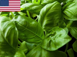 Basil Herb Seeds Italian Large Leaf 500 Seeds Fresh Seeds Fast Shipping - £10.56 GBP