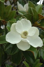 Quart Pot -Brackens Brown Beauty Southern Magnolia Tree - Live Plant - FREE SHIP - £46.19 GBP