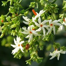 Nyctanthes Arbor Tristis Night Flowering Jasmine Seeds Fresh Usa Seeds - £13.39 GBP