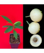 Rose Apple Syzygium Jambos Fruit Tree Starter Potted Plant - £16.32 GBP