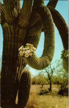 Postcard AZ Saguaro Giant Cactus in bloom   Postmarked 1960 (B1) - £4.36 GBP