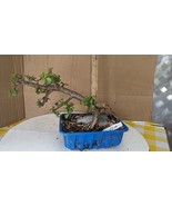 Pre Bonsai -mini Jade-Portulacaria -Unique Fantastic -Easy Care Tropical... - $20.72