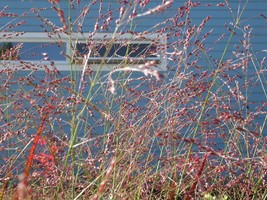 USA Switchgrass Tall Panic Switch Grass Panicum Virgatum Red Flower 1000 Seeds - £8.64 GBP