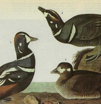 Harlequin Duck Bird 1946 Color Plate Print John James Audubon Nature DWV2A - $39.99