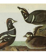 Harlequin Duck Bird 1946 Color Plate Print John James Audubon Nature DWV2A - $39.99