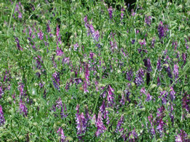 500 Hairy Vetch Bulk Nitrogen Fixer Cover Crop Companion Plant To Tomato Vegetab - £17.82 GBP