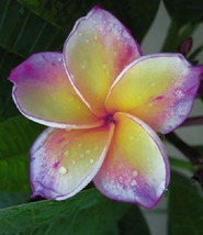 Plumeria Cutting Rare &quot;Hawaiin Mystery&quot; - $23.99