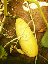 7  Golden Zucchini Vine seeds  - 1367 - £3.13 GBP