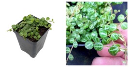 Peperomia prostrata- String of Hearts/Turtles/Peace Sign/Cross - 2.5&quot; Pot - £38.36 GBP