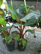 Live Plant - Ensete Maurelii - Red Abyssinian Banana - $40.99