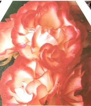 NICHOLE Everblooming Floribunda Rose 3 Gal Bush Plants Plant Roses White Pink - £42.55 GBP