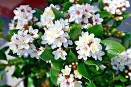 US Seller 15 Indian Hawthorn Seeds Rhaphiolepis Indica N Alba Fast Shipping - $13.90