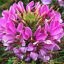 Cleome Mauve Queen Spider Plant Fall Planting Pollinators 200 Seeds USA Fast Shi - $13.98