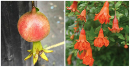 Pomegranates Peppys Le Punicas Granatums Pom In&amp; Outdoor Live Plant 4&quot; Pot - C2  - £48.44 GBP