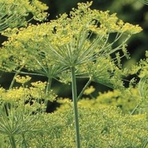 Bouquet Dill Seeds Organic Garden Fast Shipping - $6.50