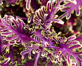 New Fresh 100Pcs Coleus Flower Seeds Purple Green Bi Color Spider Shaped - $4.45