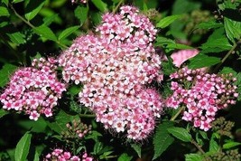 100 Dwarf Pink Spiraea Seeds Perennial Shrub Flowering Bloom Seed USA Seller - £7.98 GBP