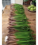 5 RED MANGROVE PLANTS PROPAGULES SUPER HEALTHY freshwater/ saltwater  - $25.72 CAD