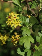 Golden Buffalo Currant Ribes Aureum 30 SeedsFrom US - £6.62 GBP