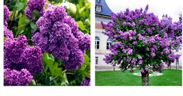 Common Lilac Purple 20 Flower Tree Seeds Fragrant Hardy Perennial Garden Plant - £15.14 GBP