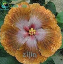 100PCS Hibiscus Rosasinensis Perennial Flower Plant Big Blooms Red Green Blue Pu - £8.54 GBP