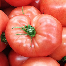 German Johnson Tomato Seeds 50 Ct Vegetable Fresh Seeds Fast Shipping - $9.04