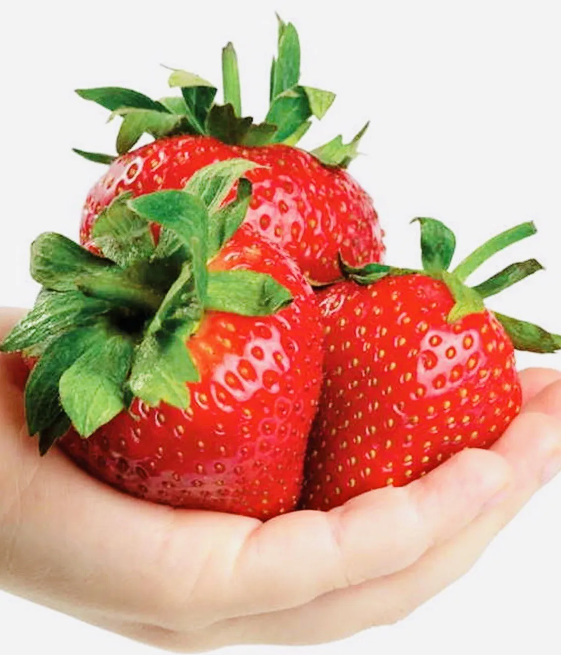 Semilir Giant Strawberry Fruit Nongmo Fresh Harvest 100 Seeds - £7.26 GBP