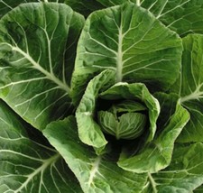 Te L Collard Vates Seeds 500+ Greens Vegetable NON-GMO Heirloom - £2.39 GBP