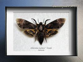 Real Death&#39;s Head Moth Acherontia Lachesis XL Framed Entomology Shadowbox - £86.86 GBP