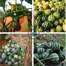20 Seeds Heirloom Miniature Tennessee Dancing Spinner Gourd Cucurbita Pepo - $12.61